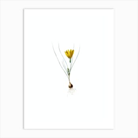 Vintage Ixia Filifolia Botanical Illustration on Pure White Art Print