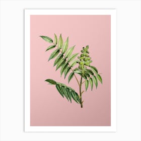 Vintage Staghorn Sumac Botanical on Soft Pink n.0171 Art Print