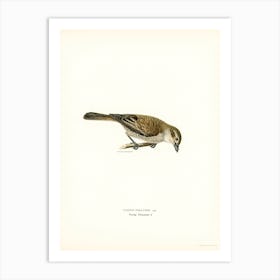 Red Backed Shrike Female, The Von Wright Brothers Art Print