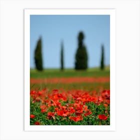 Italy Tuscany Field Of Poppies Art Print