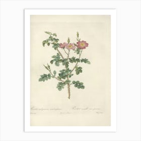 Rose Illustration, Pierre Joseph Redoute, Pierre Joseph Redoute(144) Art Print