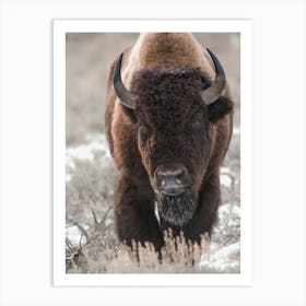 Western Bison Art Print