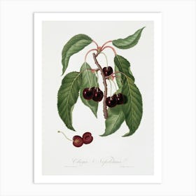 Hard Fleshed Cherry (Cerasus Duracina) From Pomona Italiana (1817 - 1839), Giorgio Gallesio Art Print