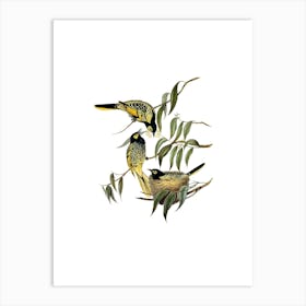 Vintage Warty Faced Honeyeater Bird Illustration on Pure White n.0385 Art Print