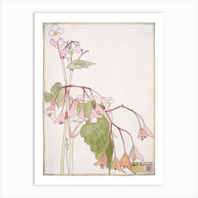 Beef Begonia (1915), Hannah Borger Overbeck Art Print