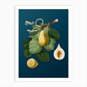 Vintage Common Fig Botanical Art on Teal Blue n.0687 Art Print