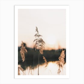 Pampas Sunset Art Print