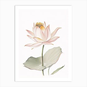 American Lotus Pencil Illustration 5 Art Print