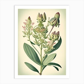 Milkweed Wildflower Vintage Botanical 2 Art Print