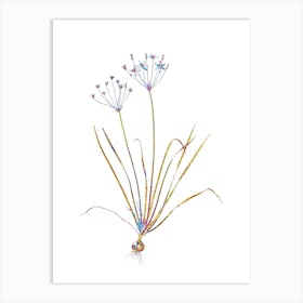 Stained Glass Allium Straitum Mosaic Botanical Illustration on White n.0041 Art Print