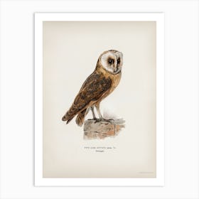 Tyto Alba Guttata Owl, The Von Wright Brothers Art Print