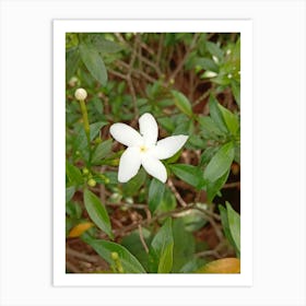 White Jasmine Flower Art Print