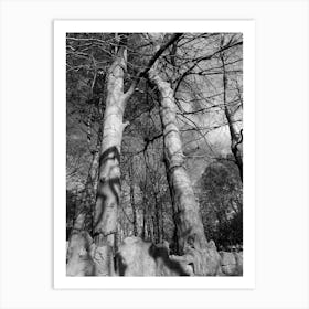 Trees in mono Art Print