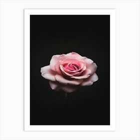 Pink Rose On Black Background 55 Art Print