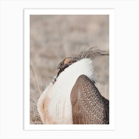 Sage Grouse In Idaho Art Print