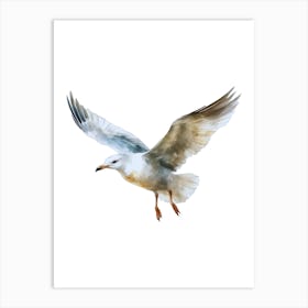 Seagull In Flight.2 Art Print