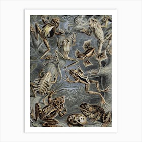 Vintage Haeckel 18 Tafel 68 Frösche Art Print