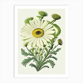 Chamomile Herb Vintage Botanical Art Print