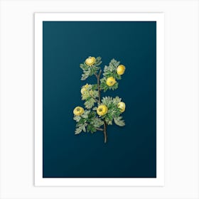 Vintage Tansy Leaved Hawthorn Flower Botanical Art on Teal Blue n.0831 Art Print