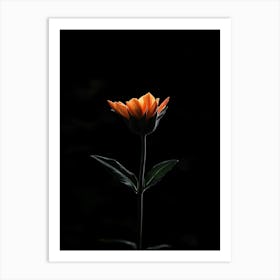 Single Flower In The Dark 7 Art Print