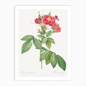 Boursault Rose, Pierre Joseph Redoute 1 Art Print