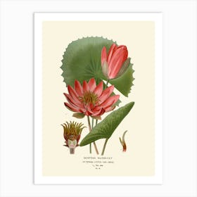 Water Lily 1 Art Print