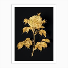 Vintage Rosa Alba Botanical in Gold on Black n.0614 Art Print