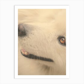 Samoyed Dog Art Print