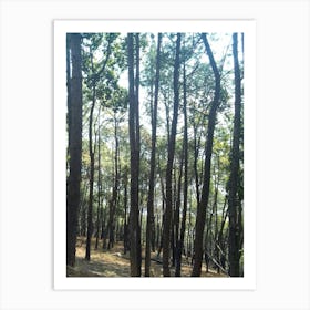 A Beautiful Forest 7 By Binod Dawadi Art Print