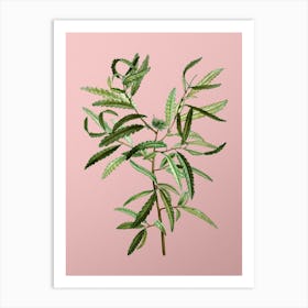 Vintage Sweetfern Botanical on Soft Pink n.0743 Art Print