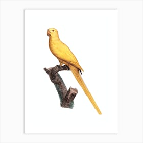 Vintage Lutino Parakeet Bird Illustration on Pure White Art Print