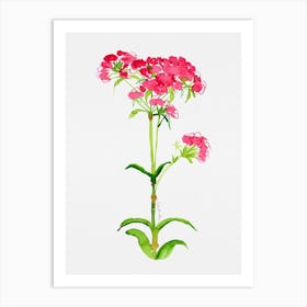 Turkish carnation Watercolor Artwork Art Print