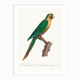 The Musk Lorikeet From Natural History Of Parrots, Francois Levaillant, Francois Levaillant Art Print
