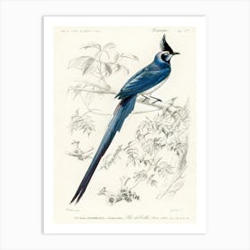 Black Throated Magpie Jay (Pica Colliei), Charles Dessalines D'Orbigny Art Print
