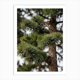 Pine Tree With Needles Art Print