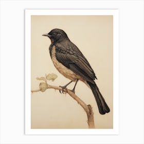 Vintage Bird Drawing Blackbird 3 Art Print