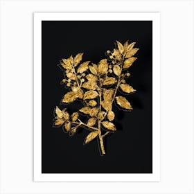 Vintage Evergreen Oak Botanical in Gold on Black Art Print