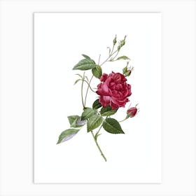 Vintage Blood Red Bengal Rose Botanical Illustration on Pure White n.0066 Art Print