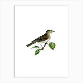 Vintage Garden Warbler Bird Illustration on Pure White n.0015 Art Print