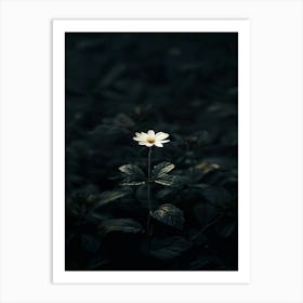 Single Flower In The Dark 115 Art Print