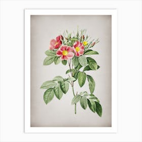 Vintage Pasture Rose Botanical on Parchment n.0425 Art Print