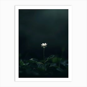 Single Flower In The Dark 82 Art Print