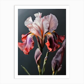 Iris art 1 Art Print