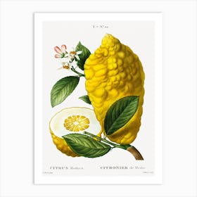 Citron, Pierre Joseph Redoute Art Print