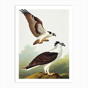 Osprey James Audubon Vintage Style Bird Art Print