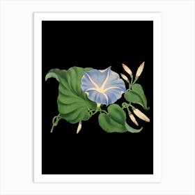 Morning Glory Art Print