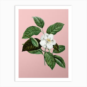 Vintage Stewartia Tree Botanical on Soft Pink n.0684 Art Print