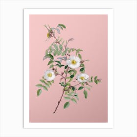 Vintage Reddish Rosebush Botanical on Soft Pink n.0325 Art Print