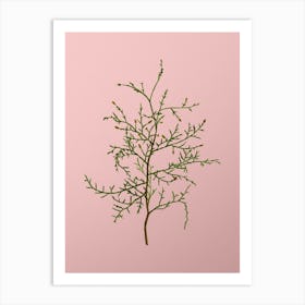 Vintage Sictus Tree Botanical on Soft Pink n.0273 Art Print
