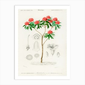 Rhododendron Arboreum, Charles Dessalines D' Orbigny Art Print